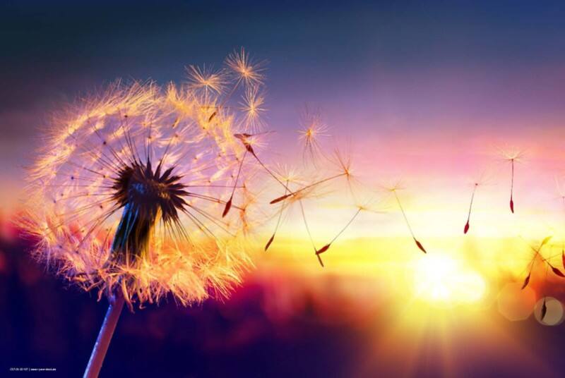 cover your desk Pusteblume Schreibunterlage Vinyl Pink 40 x 60 cm