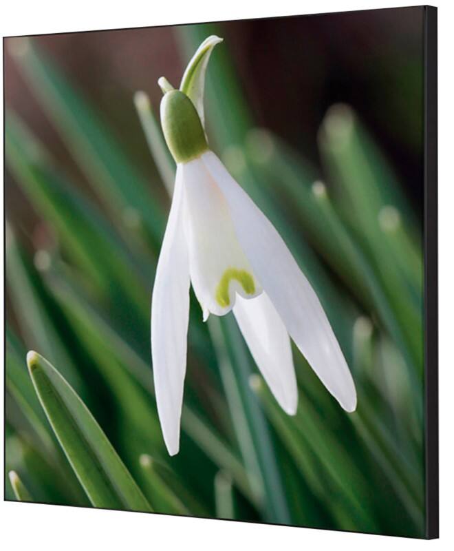 SHOWDOWN Textile Wanddekoration Weiße Blume Mehrfarbig Aluminium