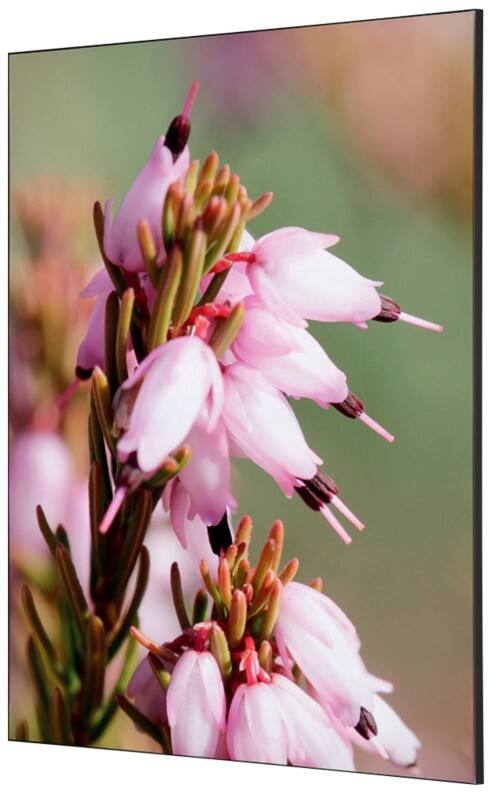 SHOWDOWN Textile Wanddekoration Rosa Blume Mehrfarbig Aluminium